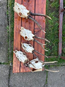 Unikátní kolekce loveckých trofejí – srnčí, mufloní, divočák - 13