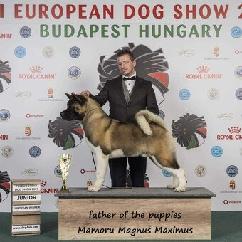 Americká akita s PP - 13