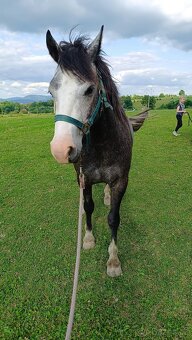 Český sportovní pony valach - 13