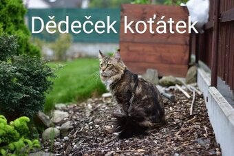 Mainská mývalí koťátka - 13