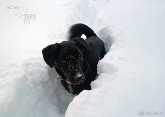 Darujeme Dastyho - 13