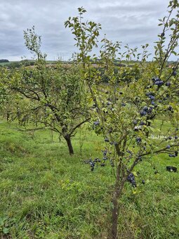Zahrada ve lhotské Staré hoře - 13
