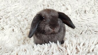 Zakrslý beránek, králíček, králík - CRISTIAN - 13