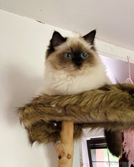 Ragdoll koťátka s PP FIFe - 13