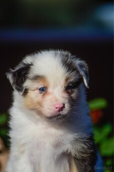 Australský ovčák s PP - blue Merle a black tri - 13