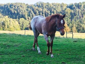 AQH, quarter horse, Vnuk legendárního Sannamana hledá domov - 13