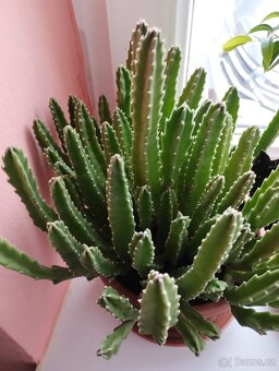 Pokojové rostliny - 13