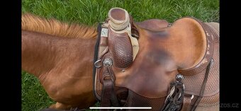 Prodám valacha American quarter horse - 13