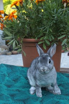 Zakrslý Rexík činčilový s PP - 13