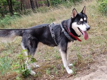 BLUE K ADOPCI - přátelský akční mazel - 13