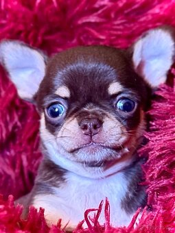 Čivava štěňátka krátkosrstá - 13