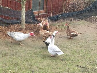 PRODÁM MLADÉ PIŽMOVKY VELKÉ KRÁSNÝCH BAREV - 13