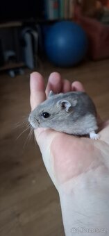 Křeček džungarský - 13