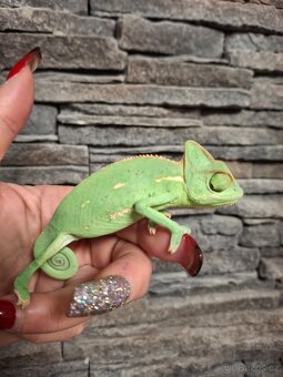 chameleon jemenský - 13