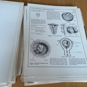 Biologie člověka v obrazech- 1976 - 13