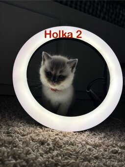 Britská koťata. - 13