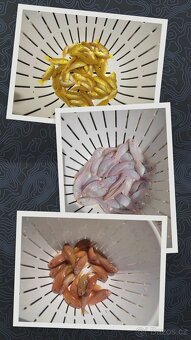 TLAMOVCI    TANGANIKA      MALAWI - 13