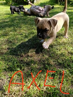American Bully - (mini)Pocket s PP (AKBC), - 13