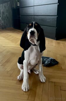 Štěně s PP ihned k odběru - 13