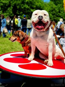 Krytí American Bully standard - 13