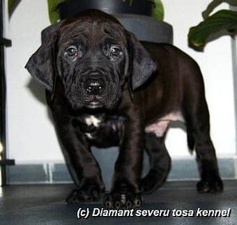 Tosa inu -rezervace na štěňátka černé i červené -podzim/zima - 13