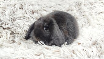 Zakrslý beránek, králíček, králík - BRUNO - 13