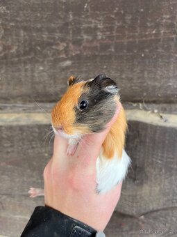 Morčata Ostrava 200,- - 13