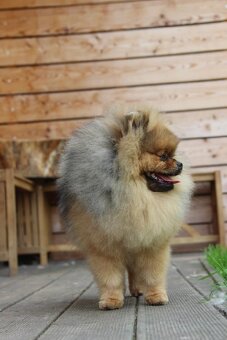 Pomeranian s PP FCI - 13