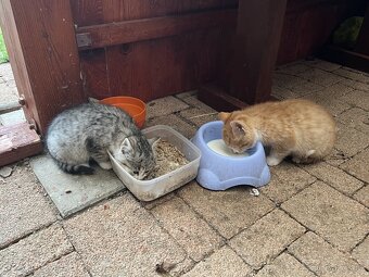 DARUJI KOŤÁTKA - 13