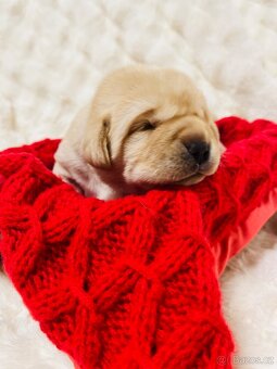 Labrador štěňátka s PP - 13