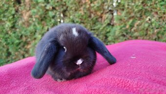 Zakrslý beránek, králíček, králík - DENIS - 13