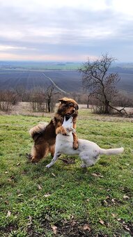 Tibetská doga ke krytí - 13