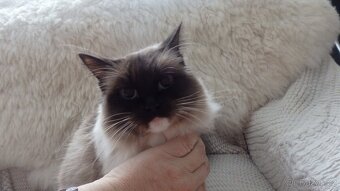 mačiatka ragdoll,radgoll,predané,na predaj len dospelé mačky - 13