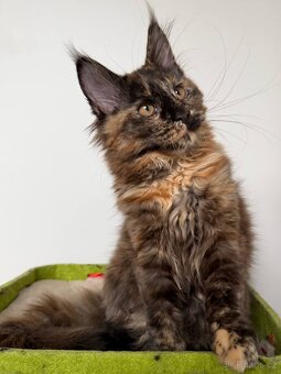 Mainská mývalí koťátka s PP - 13