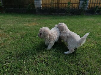Predám šteniatka maltipoo. - 13