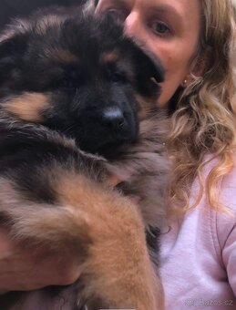 Německý Ovčák - štěňata - 13