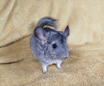 Činčila, Činčily, Činčilka - FIONA - 13