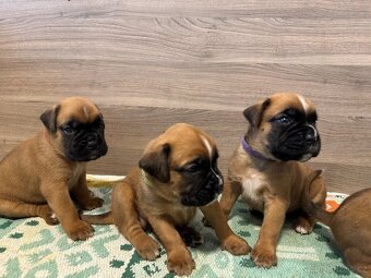 NĚMECKÝ BOXER ŠTĚŇATA narozená 31.10.2025 - 13