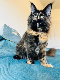 Mainská mývalí s pp - 13