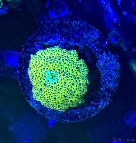 Morske koraly - Nova ponúka - 13