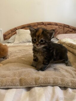 Mainská mývalí koťátka bez PP - 13