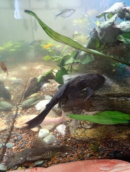 akvarium komplet - 13