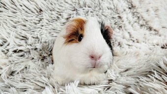 Morče, Morčátko, Morčátka, Morčata - BETTY - 13