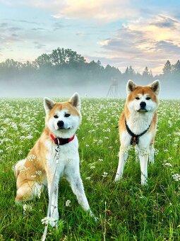 Akita inu - 13