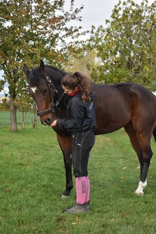 Rabbit Requinto, 7letý valach A1/1 na prodej - 13