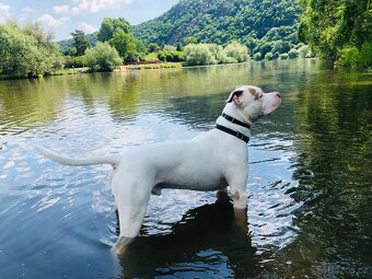 American bully XL krytí - 13