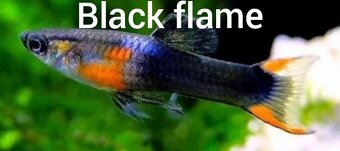 Guppy farma Senohraby - 13
