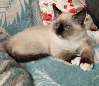 ❤️❤️Ragdoll s PP kočičky - 13