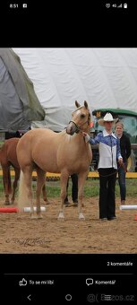 Prodám Appaloosa - 13