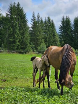 TOP klisnička PSL - 13